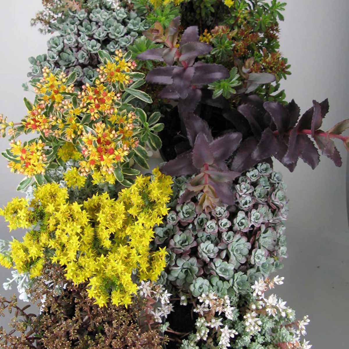 Sedum in varietà