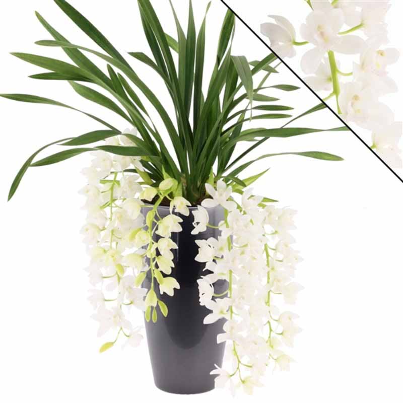 Orchidea Cymbidium Ice Cascade