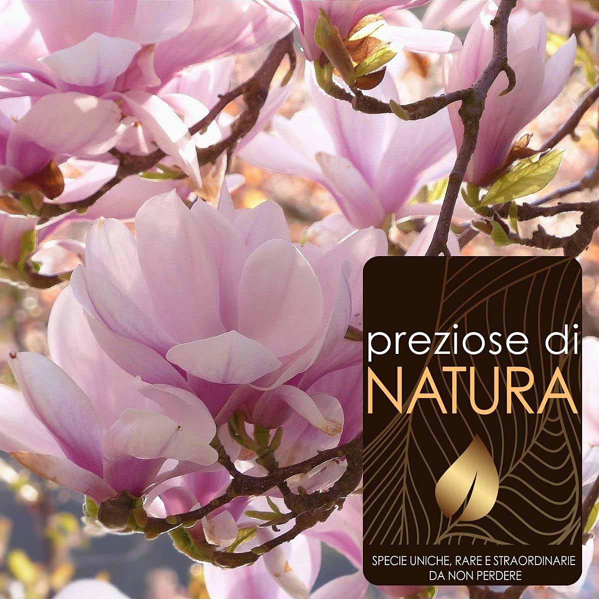 Preziose di Natura – Magnolia soulangiana