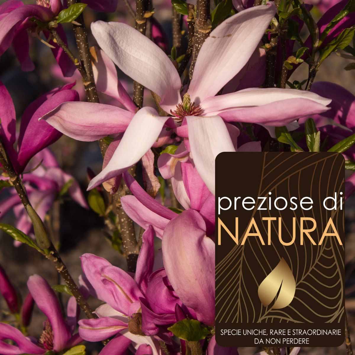 Preziose di Natura – Magnolia “Susan”