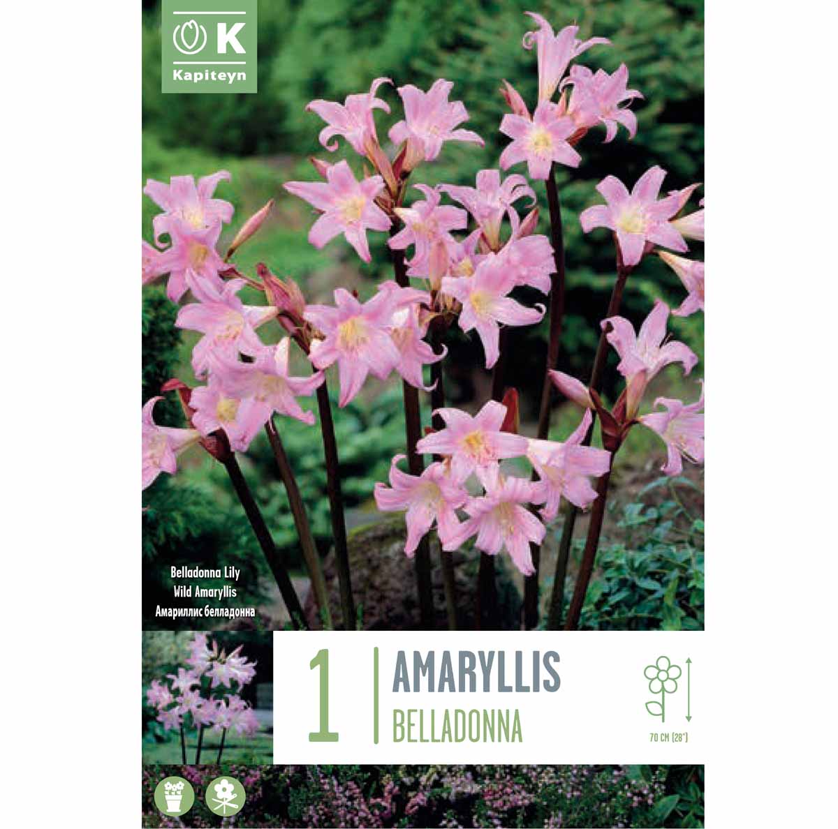 Kapiteyn Amaryllis ‘Belladonna’ (1 bulbo)