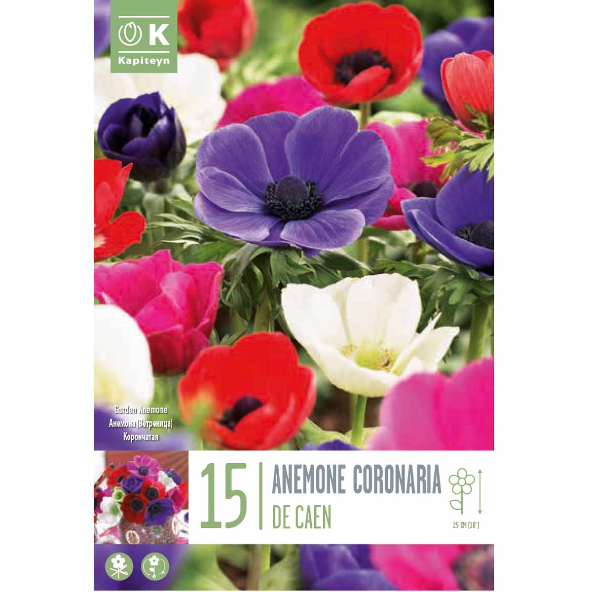 Kapiteyn Anemone coronaria ‘De Caen’ (15 bulbi)