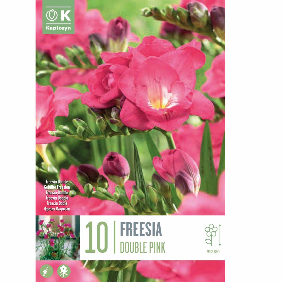 Kapiteyn Freesia ‘Double Pink’ (10 bulbi)