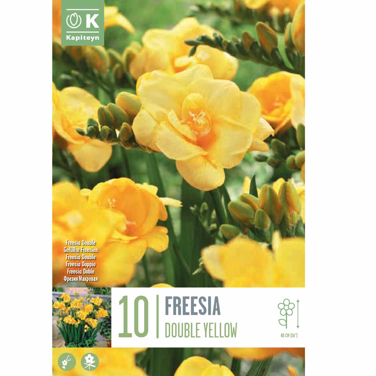 Kapiteyn Freesia ‘Double Yellow’ (10 bulbi)