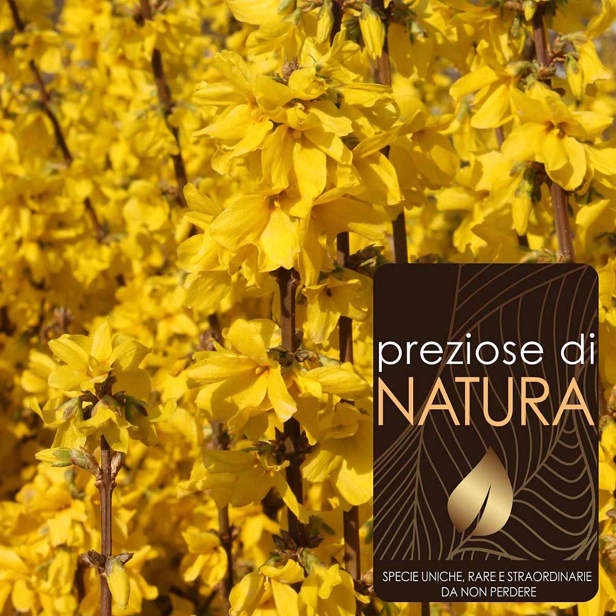 Preziose di Natura – Forsythia intermedia “Lynwood”