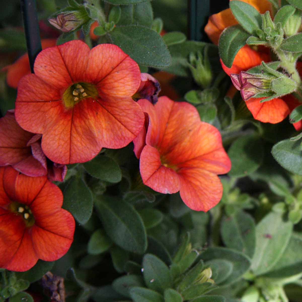 Calibrachoa in varietà