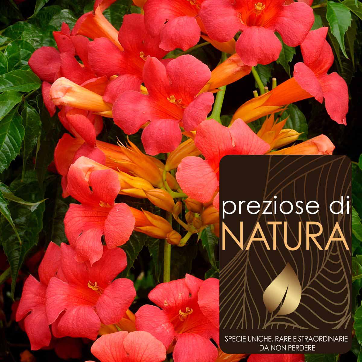 Preziose di Natura – Campsis radicans (Bignonia)