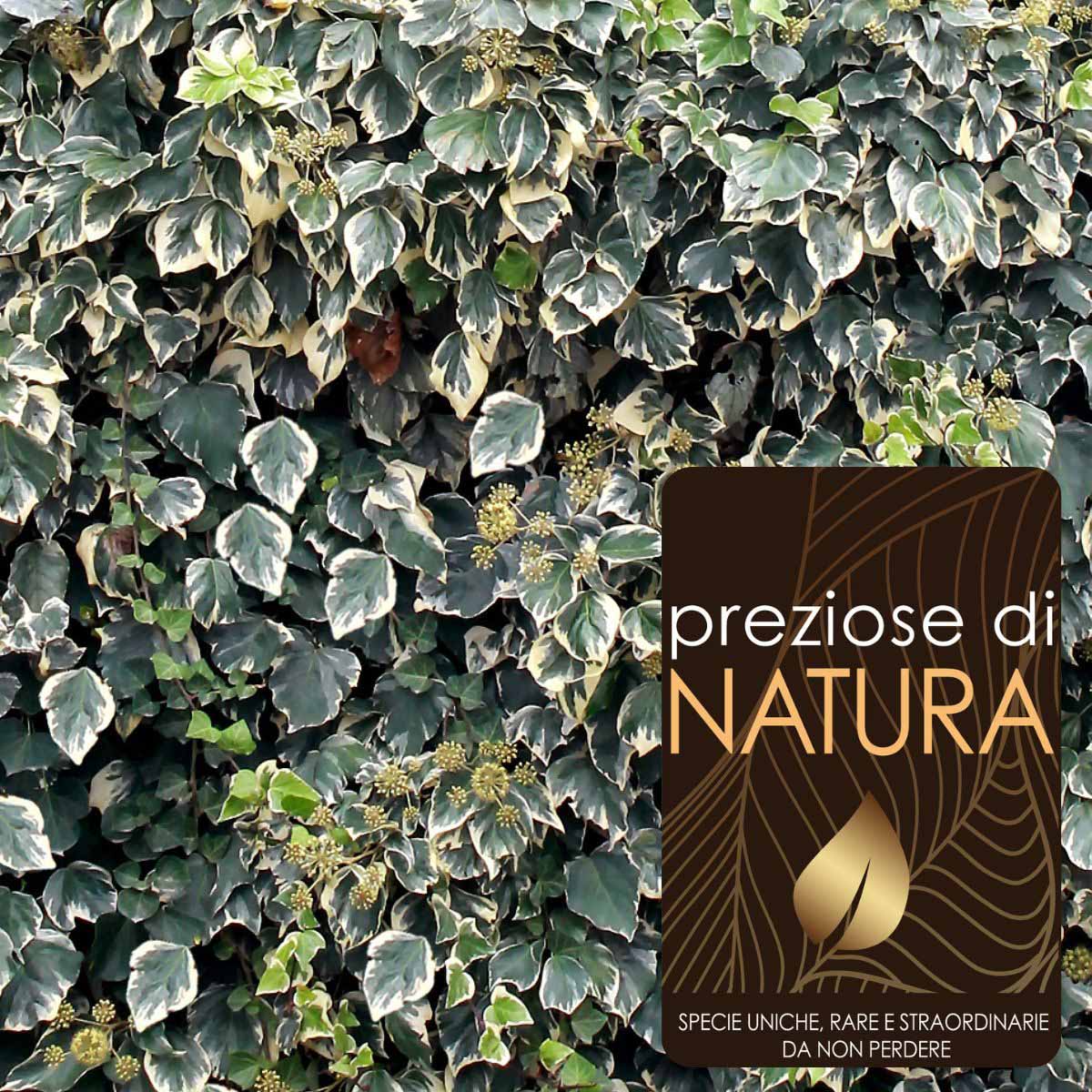 Preziose di Natura – Hedera algeriensis “Gloire de Marengo”