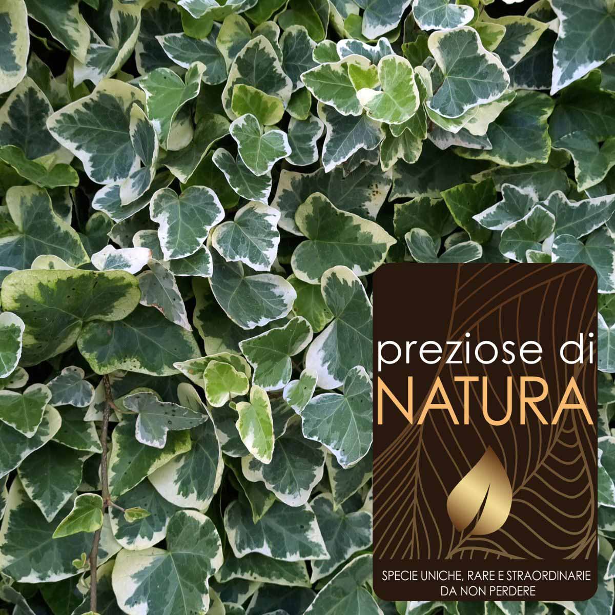 Preziose di Natura – Hedera helix “Elegantissima”