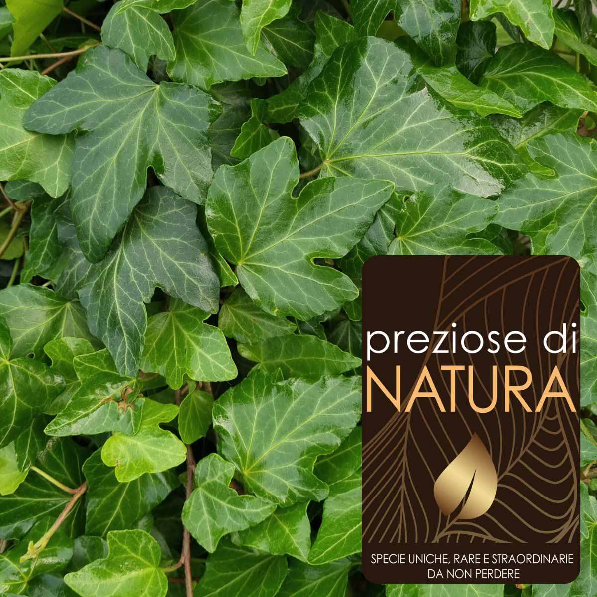 Preziose di Natura – Hedera helix “Green Wonder”