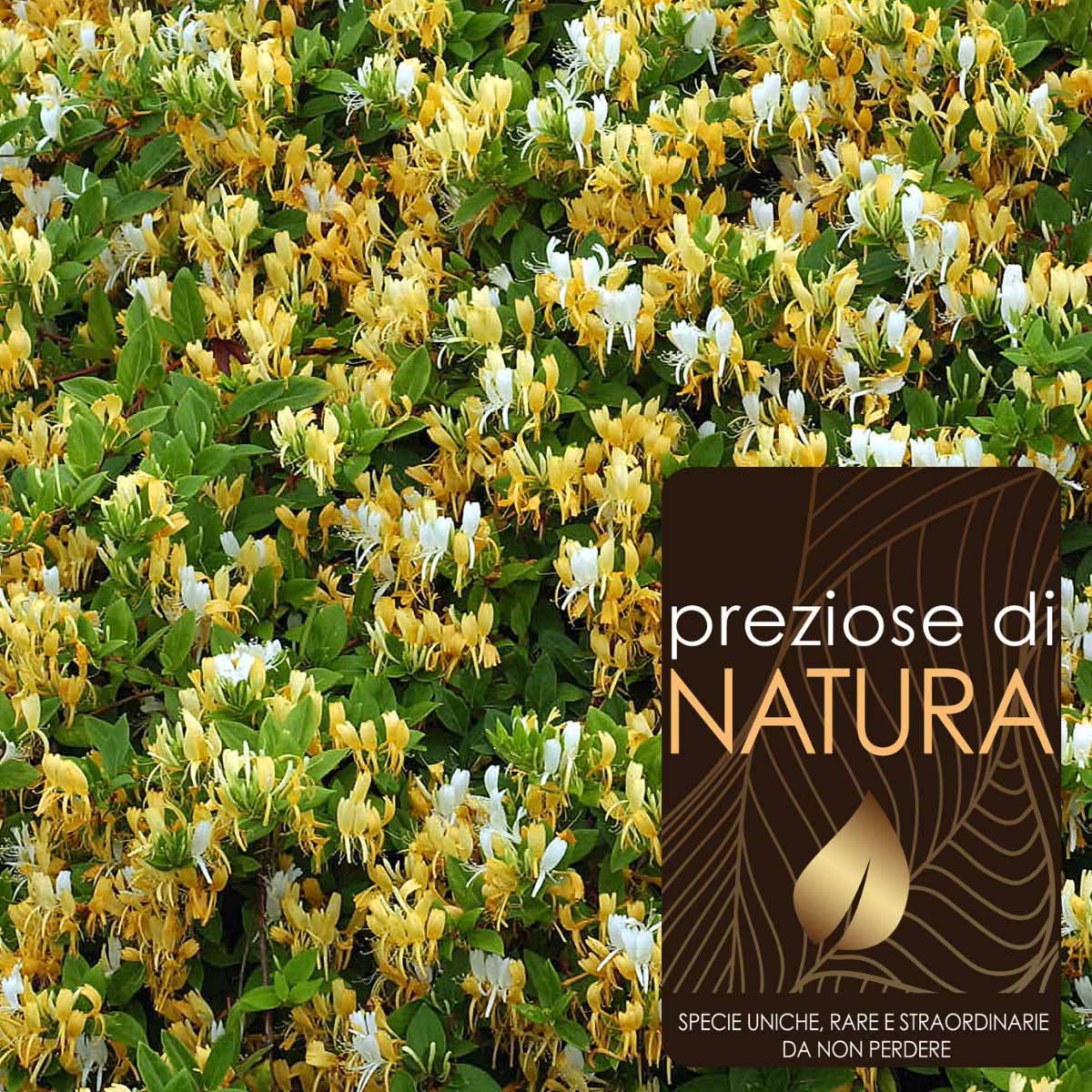 Preziose di Natura – Lonicera in varietà