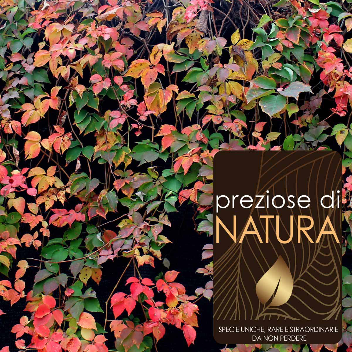 Preziose di Natura – Parthenocissus quinquaefolia