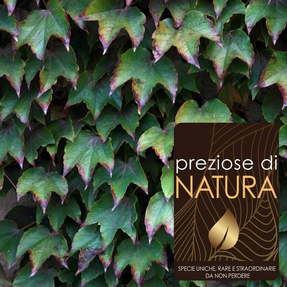 Preziose di Natura – Parthenocissus tricuspidata “Veitchii”