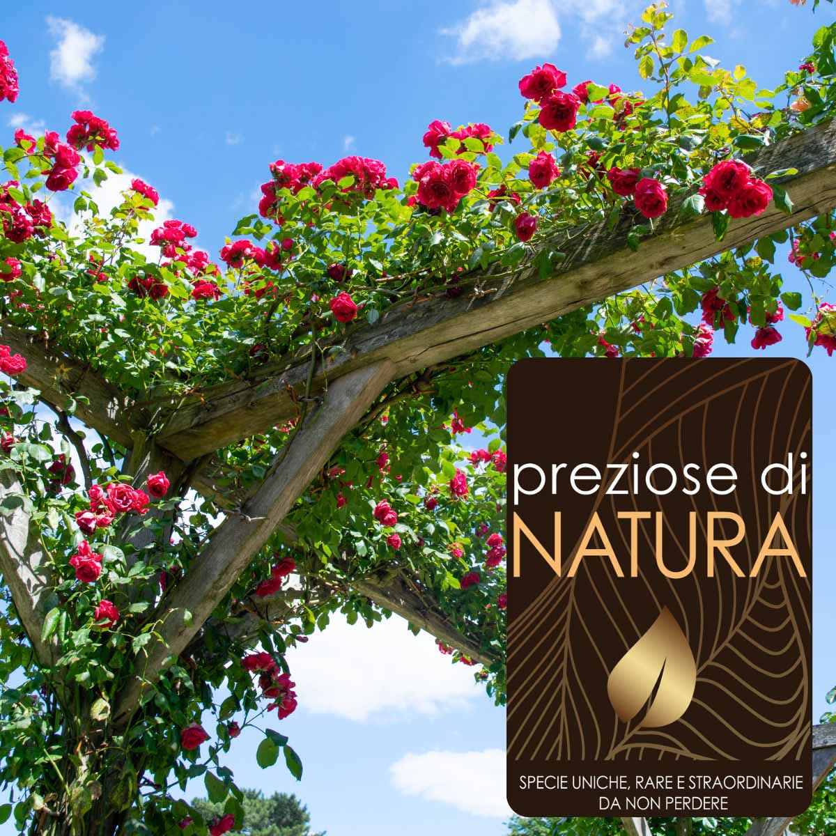 Preziose di Natura – Rose Rampicanti su canna