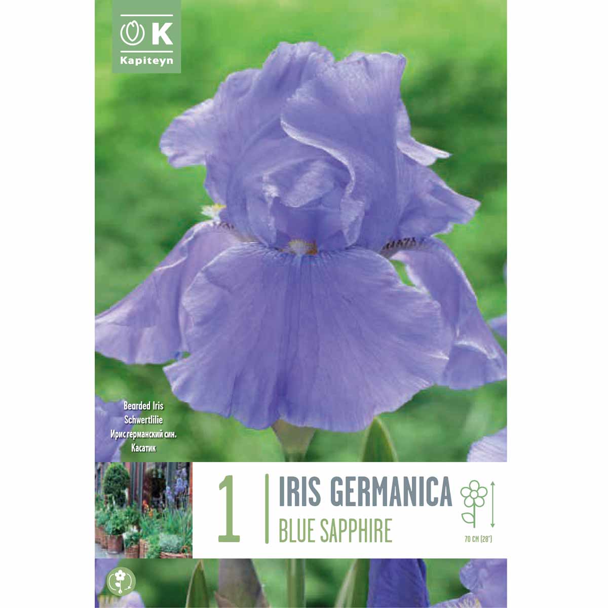 Kapiteyn Iris germanica ‘Blue Sapphire’ (1 rizoma)