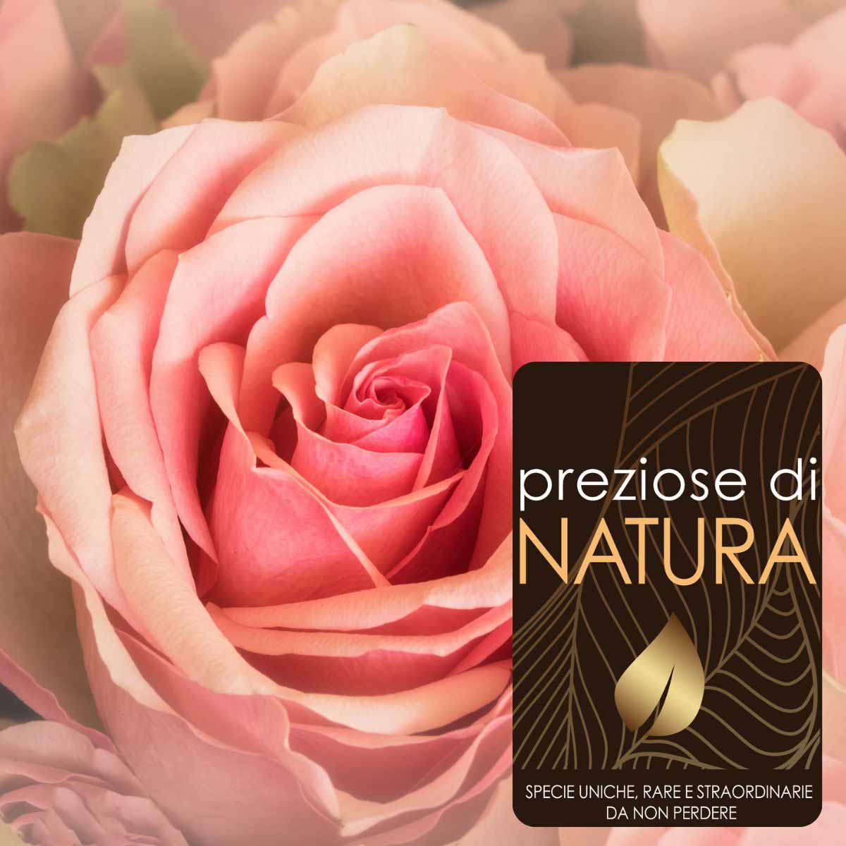 Preziose di Natura - Rose Sunflor in varietà | Promozioni nei negozi |  VIRIDEA