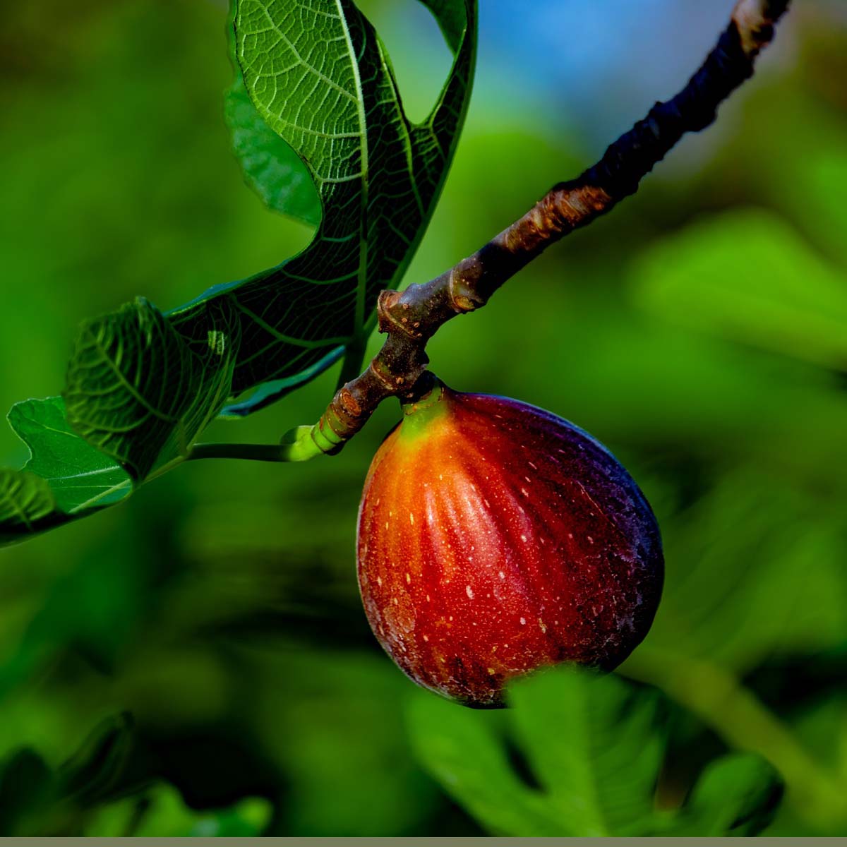 Ficus Carica (fico da frutto) in varietà