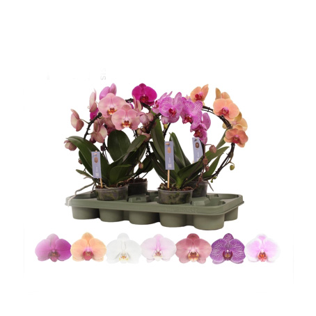 Orchidea Phalaenopsis Arco