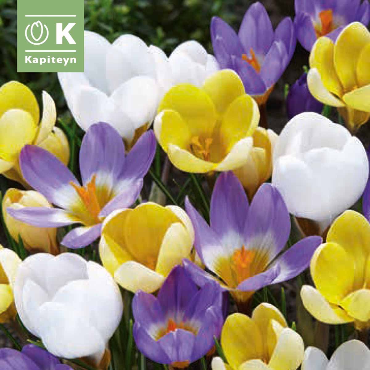 Kapiteyn Bulbi di Crocus Mixed Colours