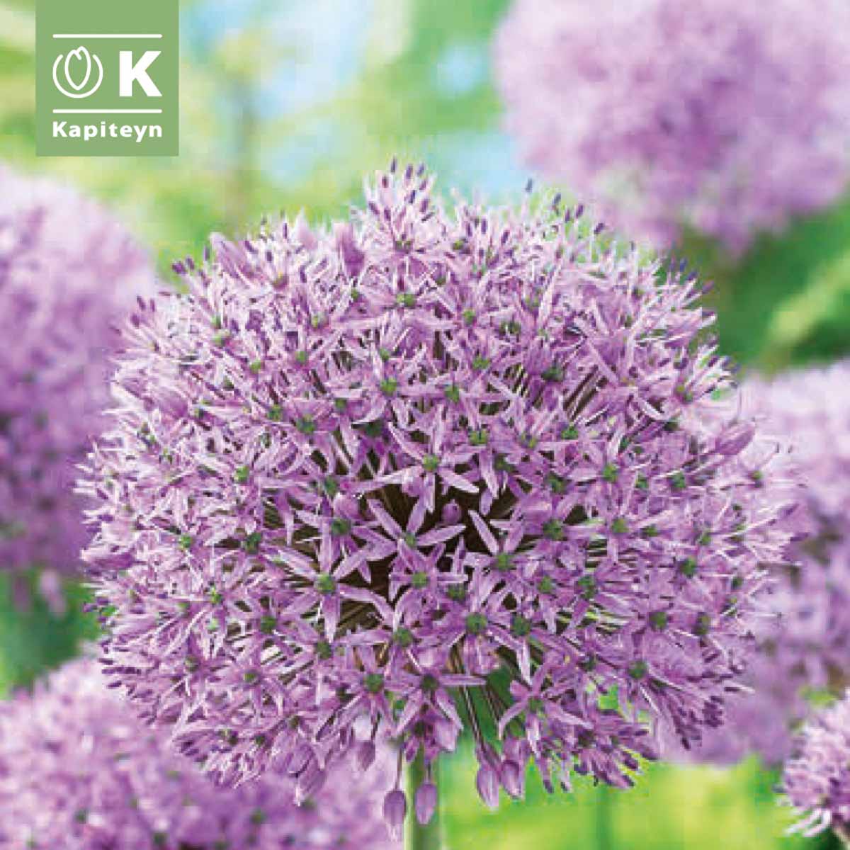 Kapiteyn Bulbi di Allium in varietà