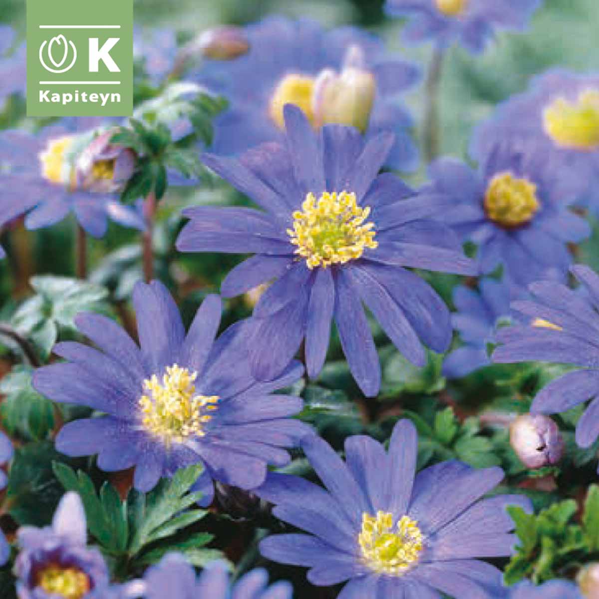 Kapiteyn Bulbi di Anemone Blanda Blue Shades