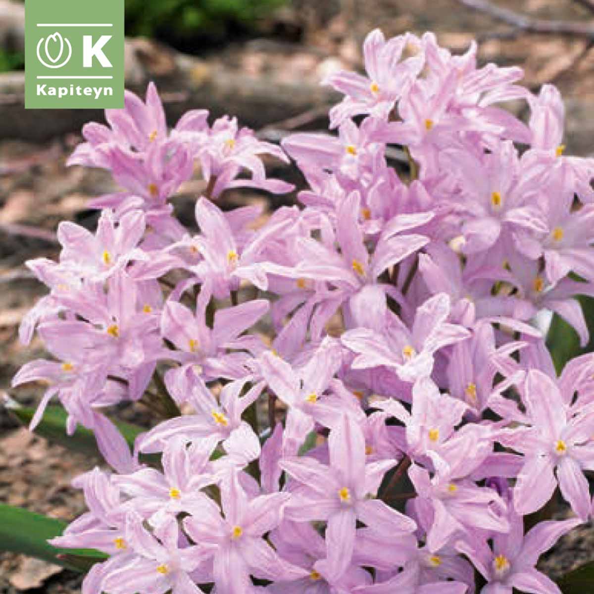 Kapiteyn Bulbi di Chionodoxa Pink Giant