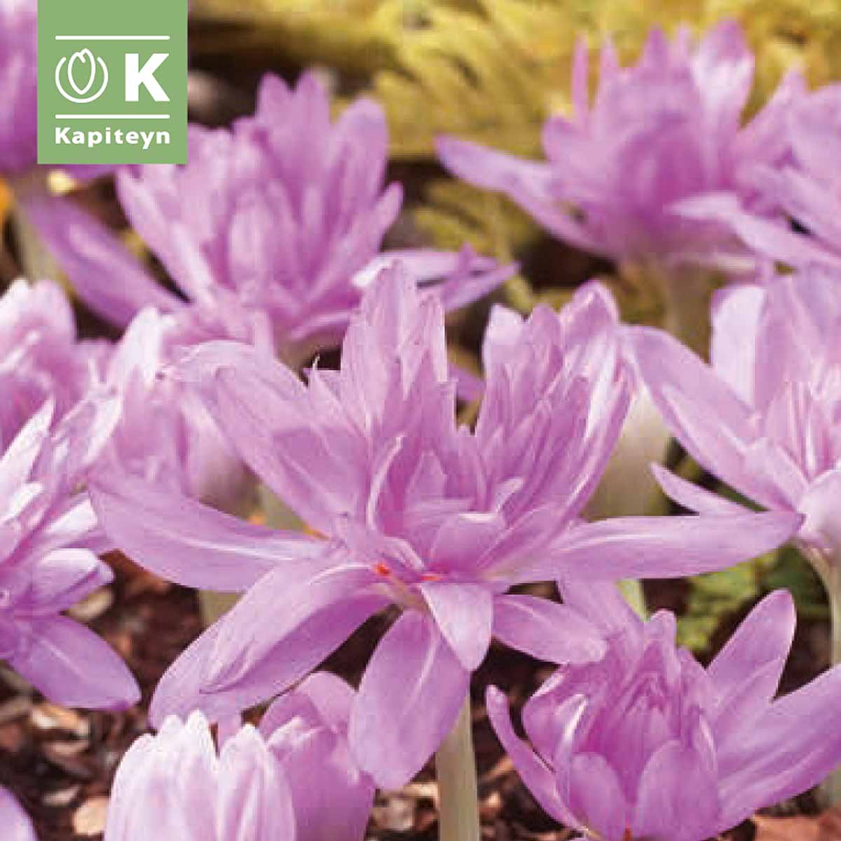 Kapiteyn Bulbi di Colchicum Waterlily