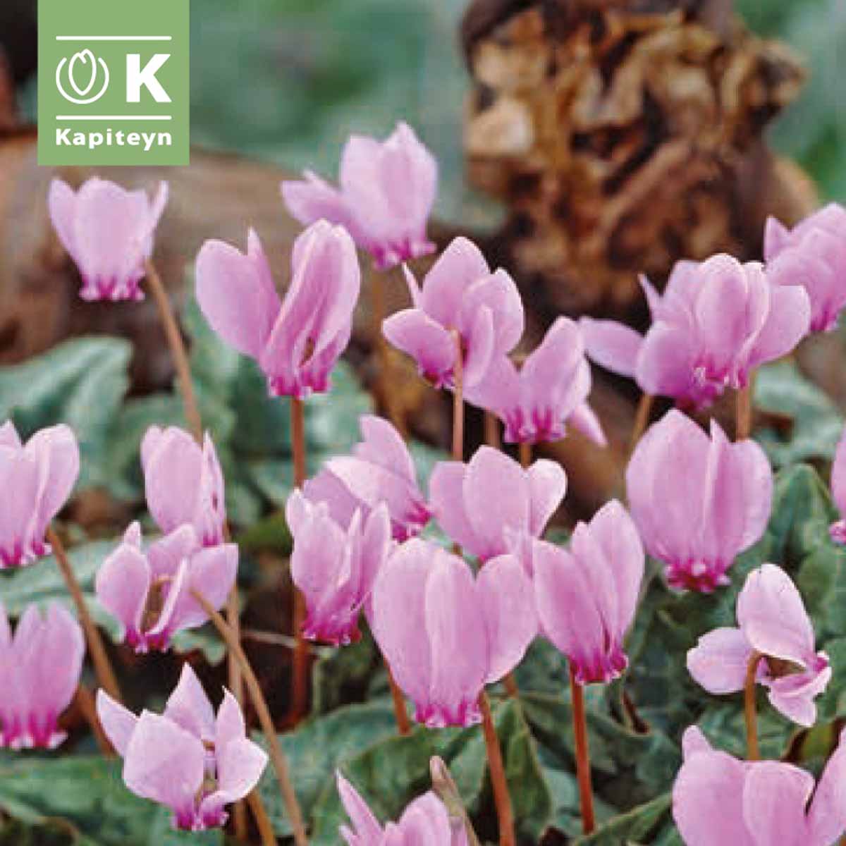 Kapiteyn Bulbi di Cyclamen Hederifolium