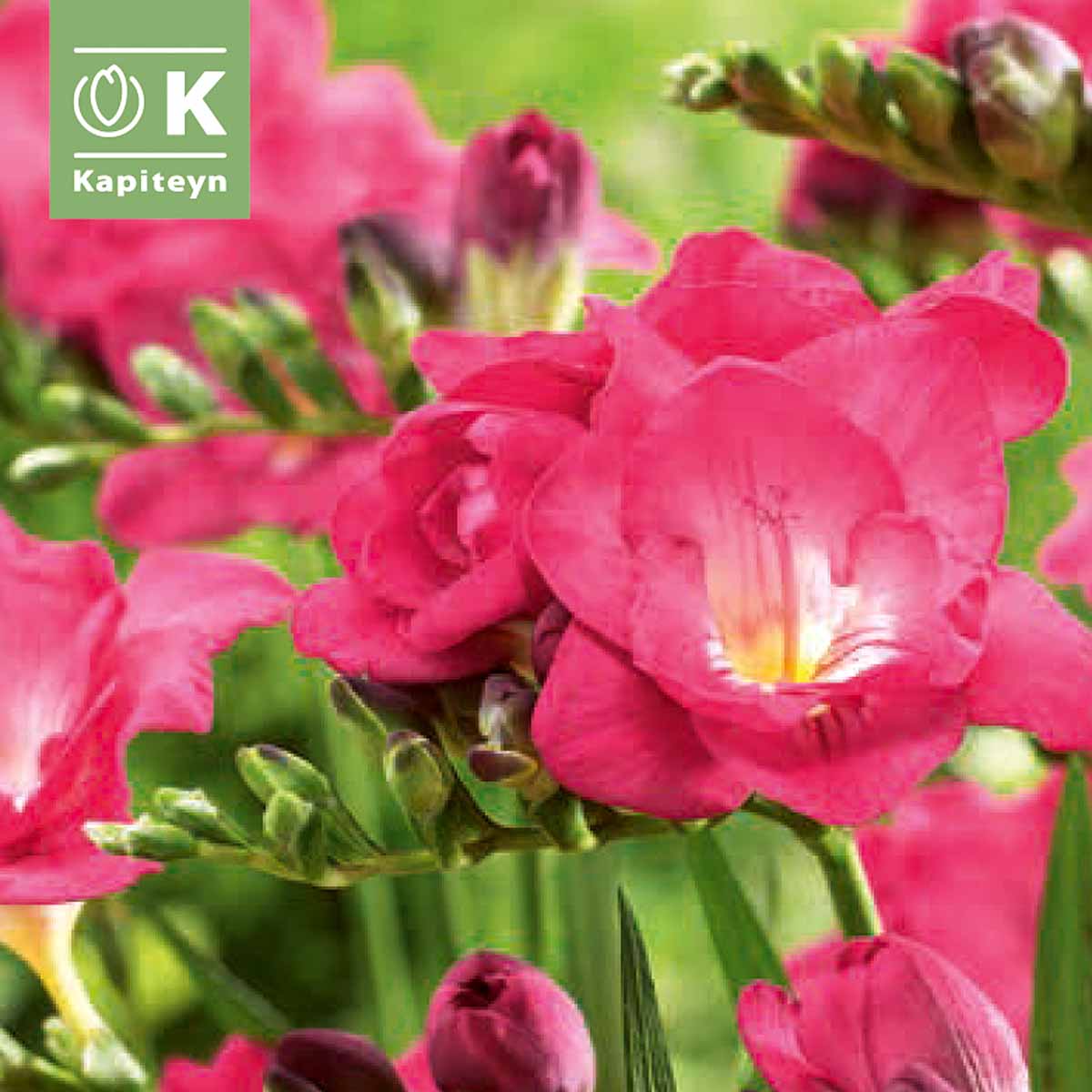 Kapiteyn Bulbi di Freesia Double in varietà