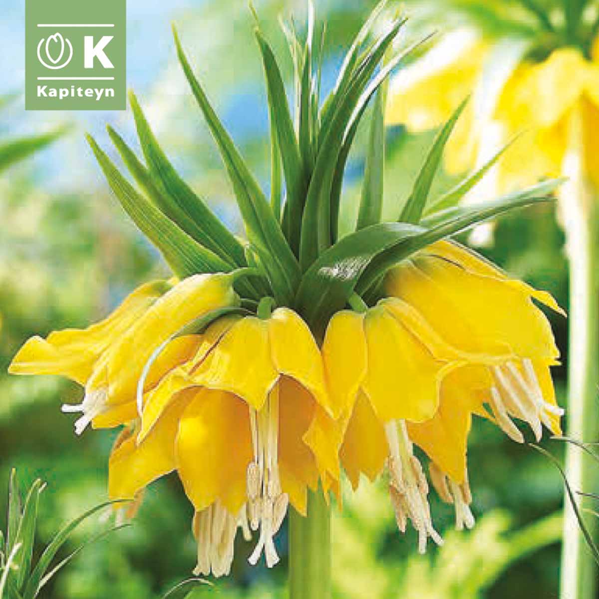 Kapiteyn Bulbi di Fritillaria Imperialis in varietà