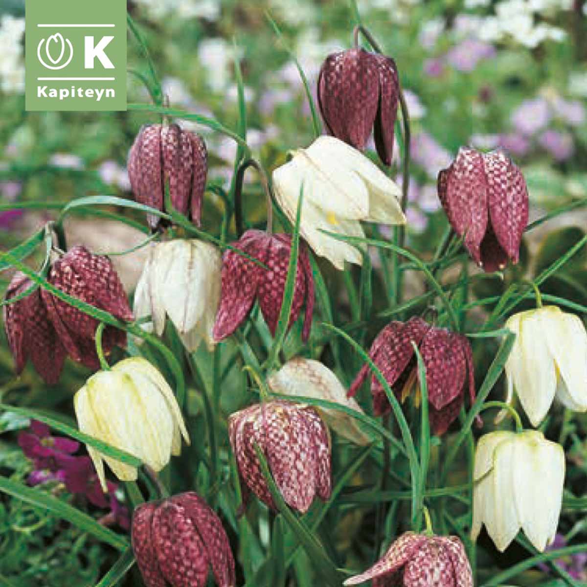 Kapiteyn Bulbi di Fritillaria Meleagris