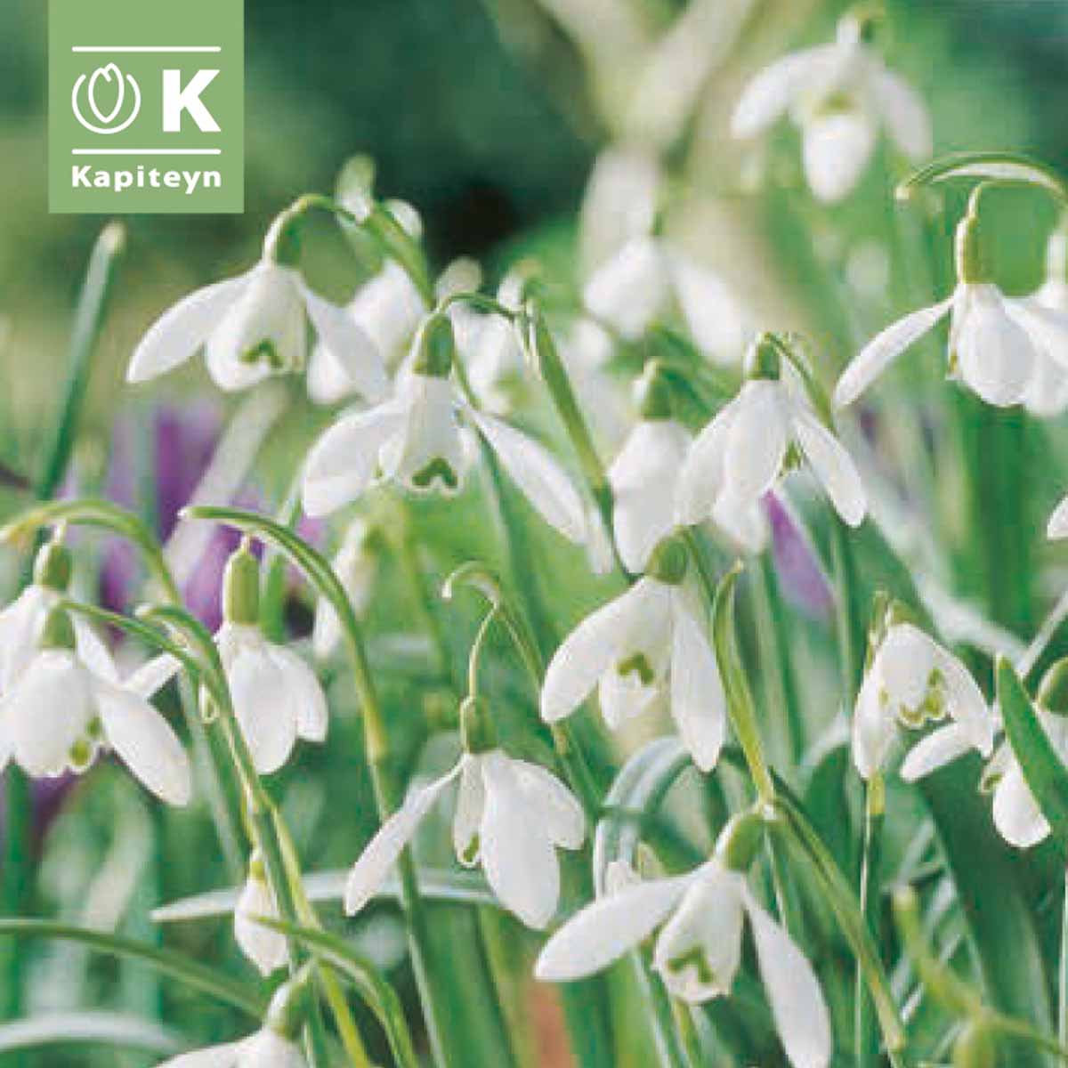 Kapiteyn Bulbi di Galanthus – Snowdrops (Bucaneve)