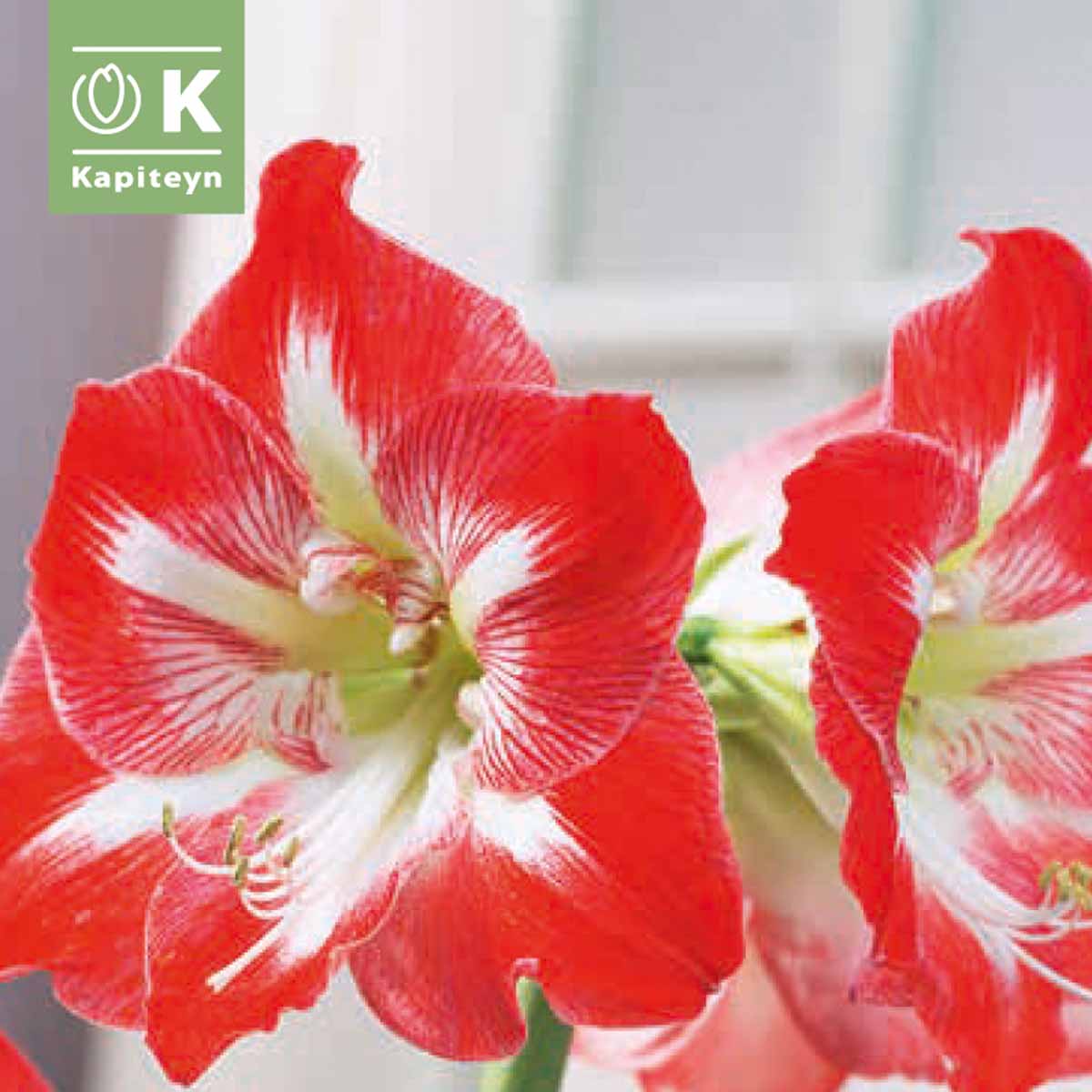 Kapiteyn Bulbi di Hyppeastrum (Amarillis) in varietà