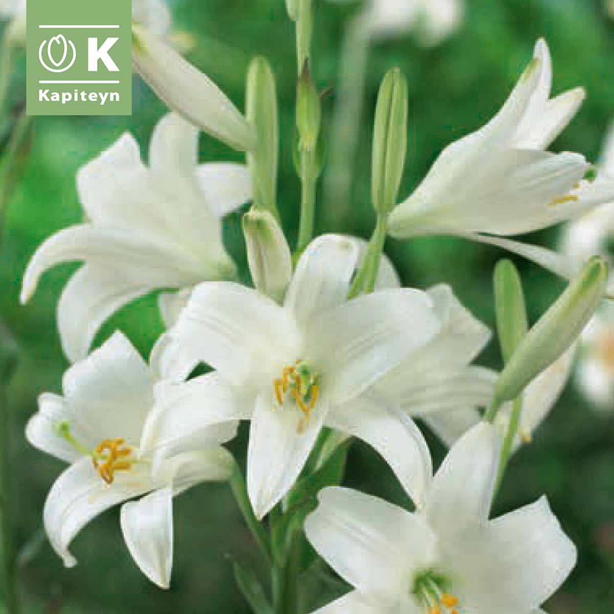 Kapiteyn Bulbi di Lilium Candidum