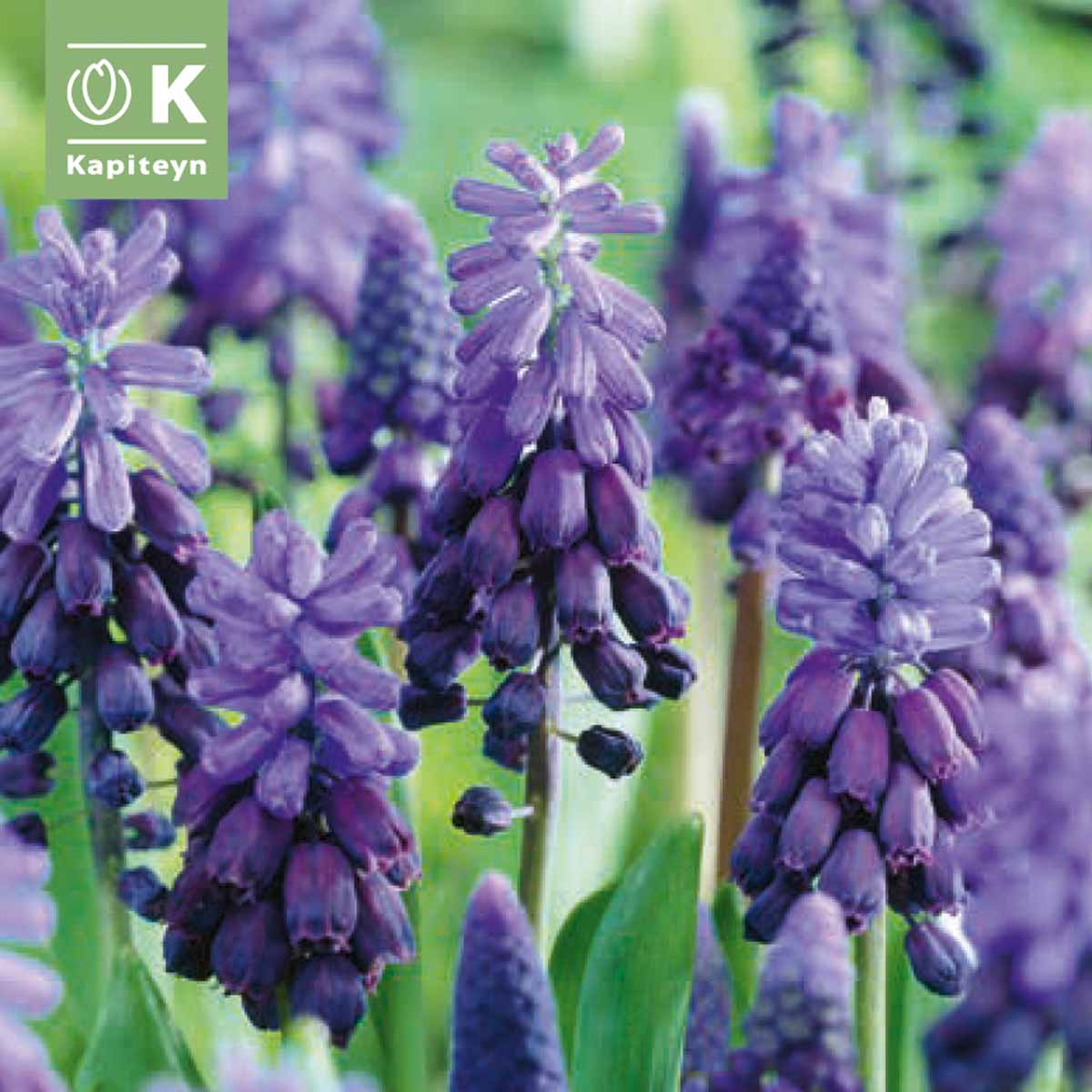 Kapiteyn Bulbi di Muscari in varietà