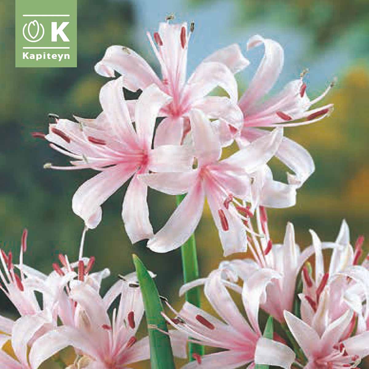 Kapiteyn Bulbi di Nerine Sarniensis in varietà