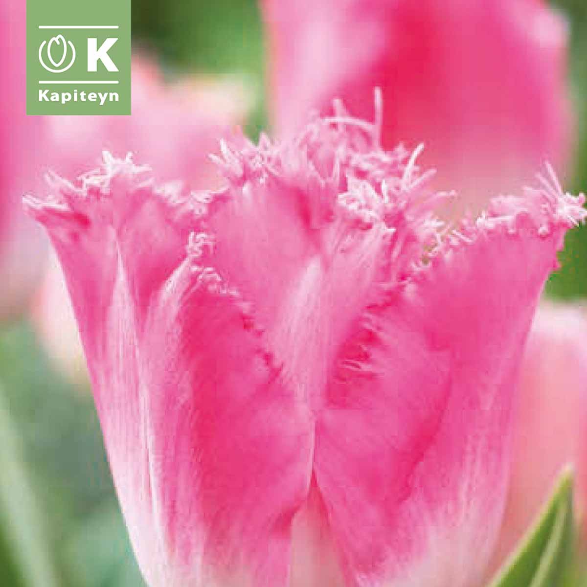 Kapiteyn Bulbi di Tulipani Fringed in varietà