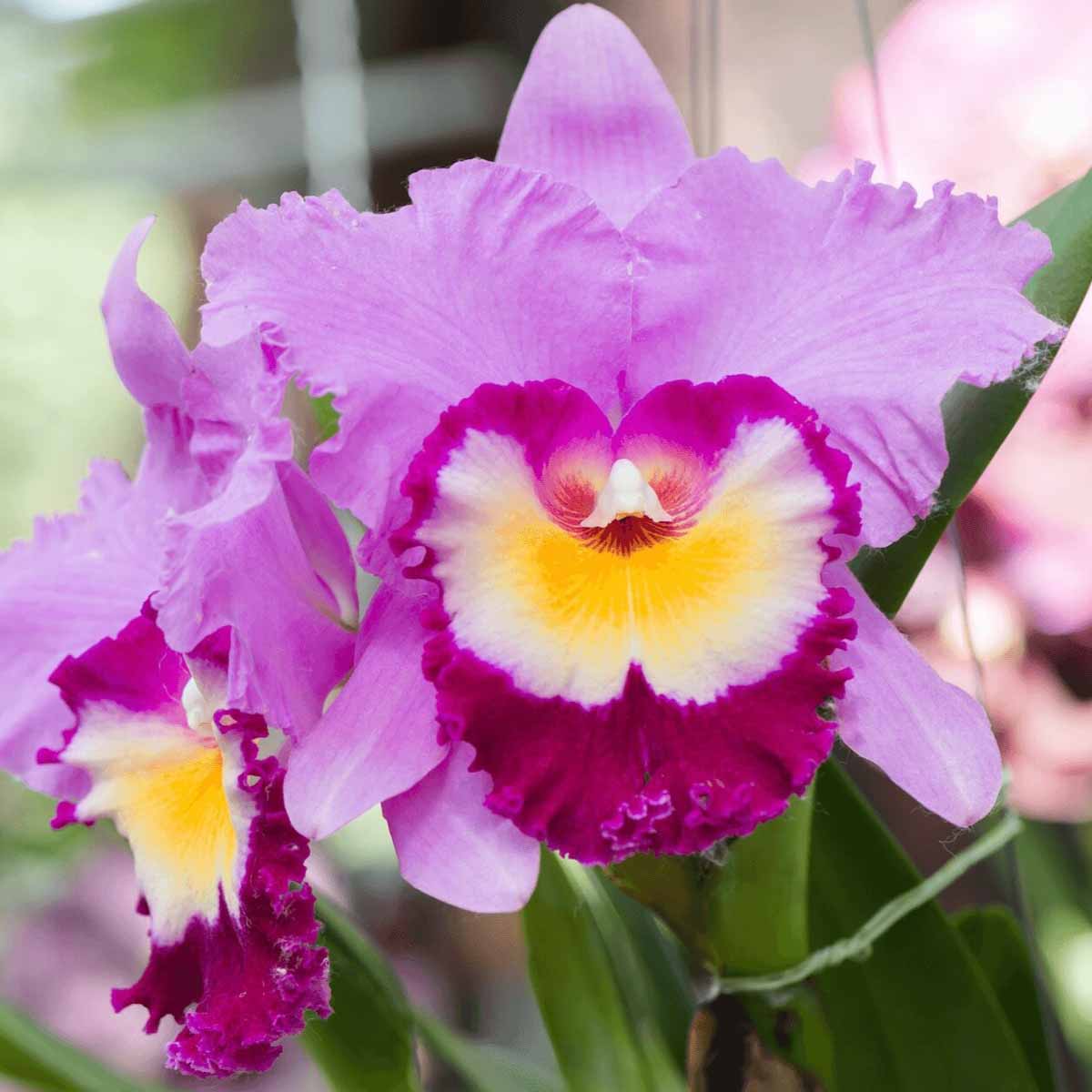 Odontoglossum le Orchidee super eleganti