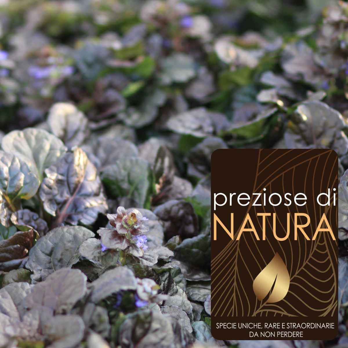 Preziose di Natura – Ajuga reptans “Black Scallop”