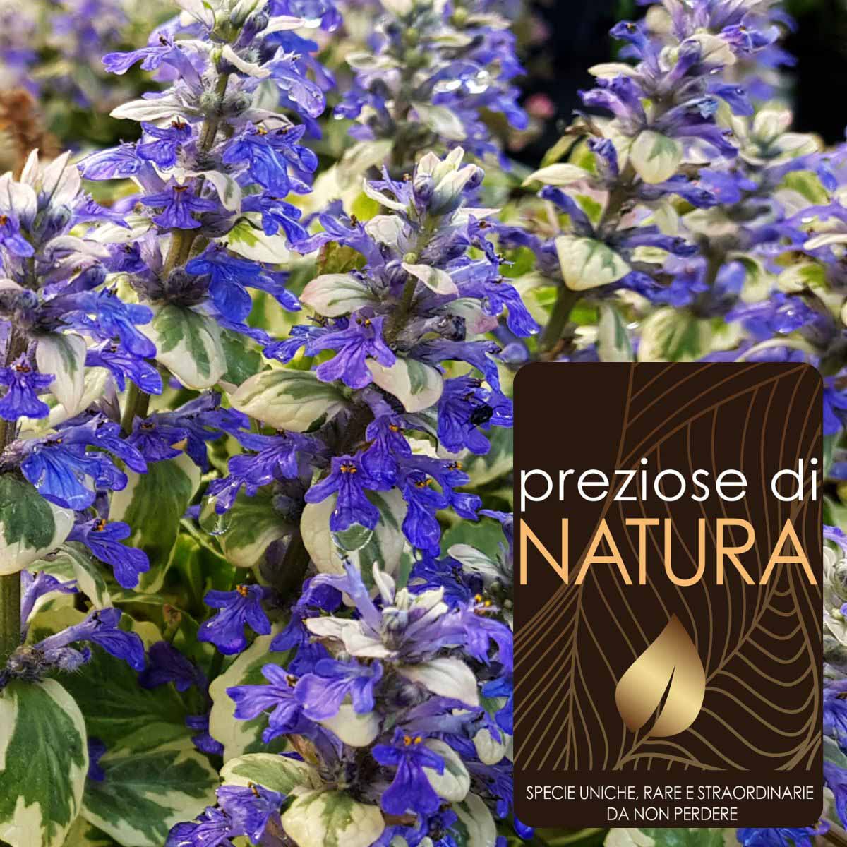 Preziose di Natura – Ajuga reptans “Burgundy Glow”