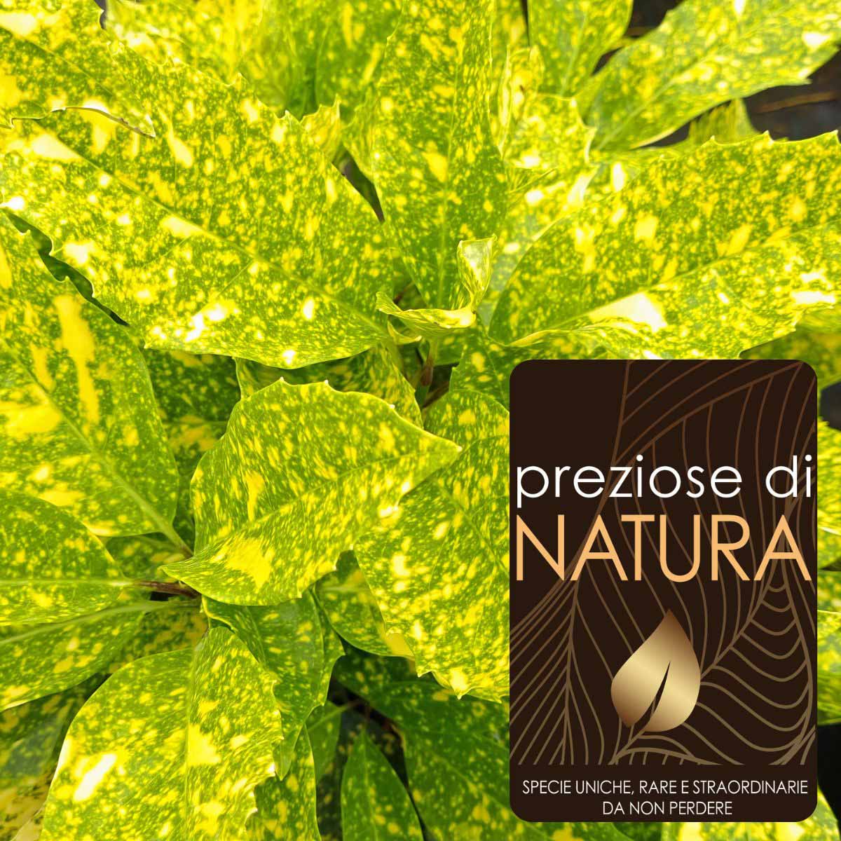 Preziose di Natura – Aucuba japonica “Crotonifolia”