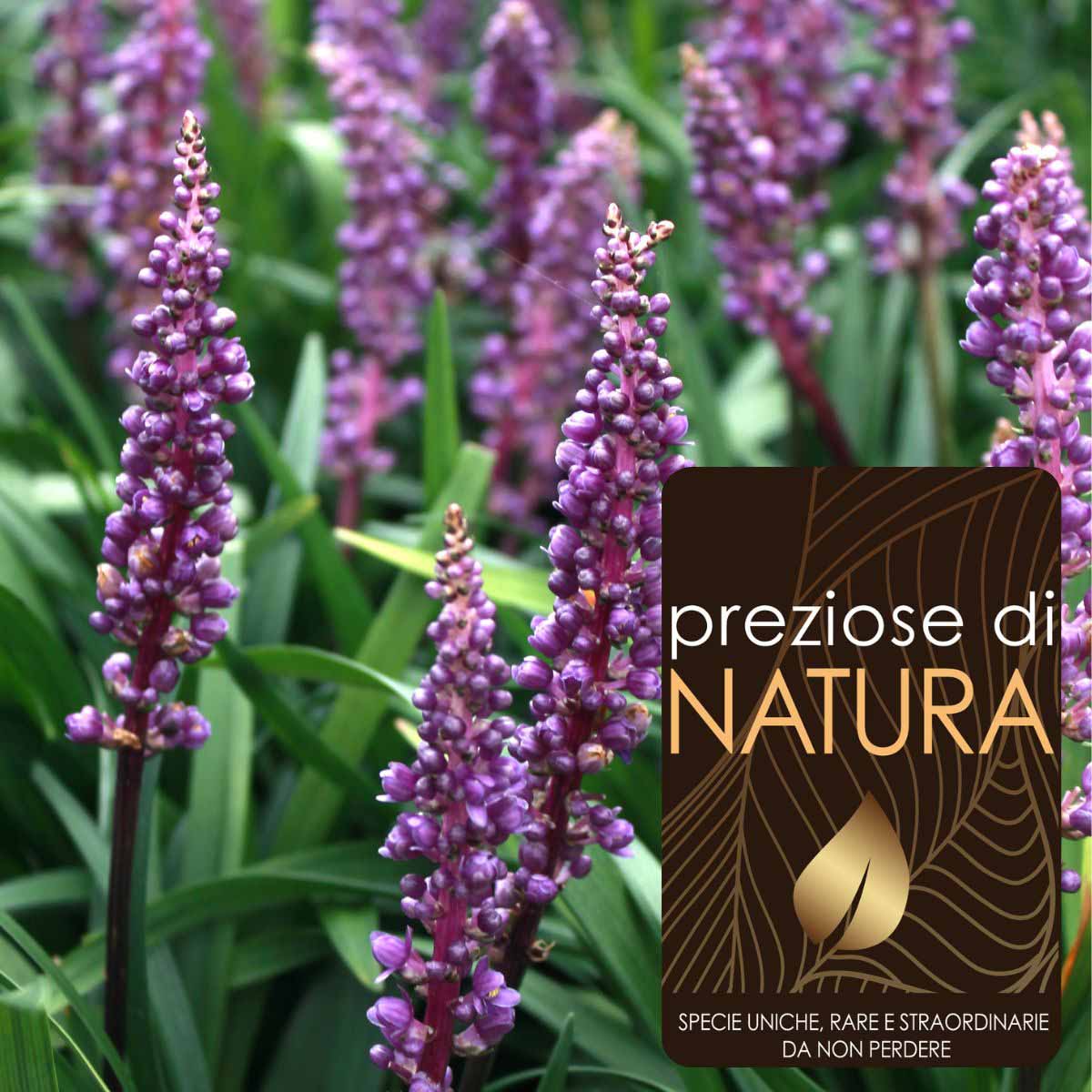 Preziose di Natura – Liriope muscari “Moneymaker”