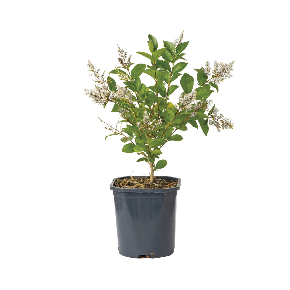 Ligustrum in varietà