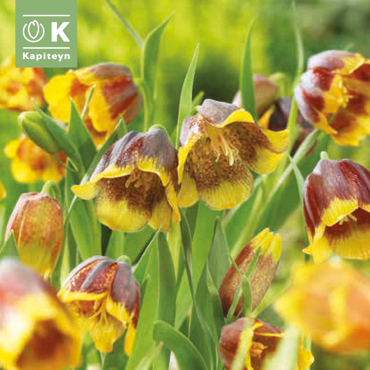 Kapiteyn Bulbi di Fritillaria Michailovskyi