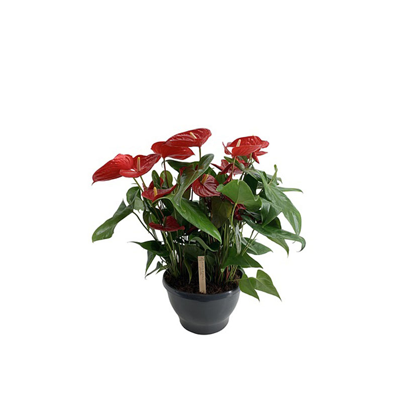 Anthurium Nevada