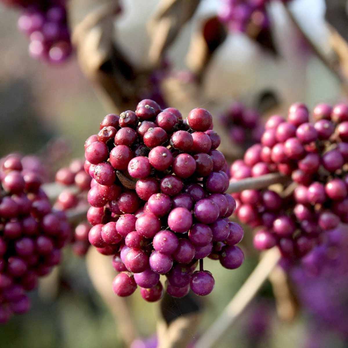 Callicarpa