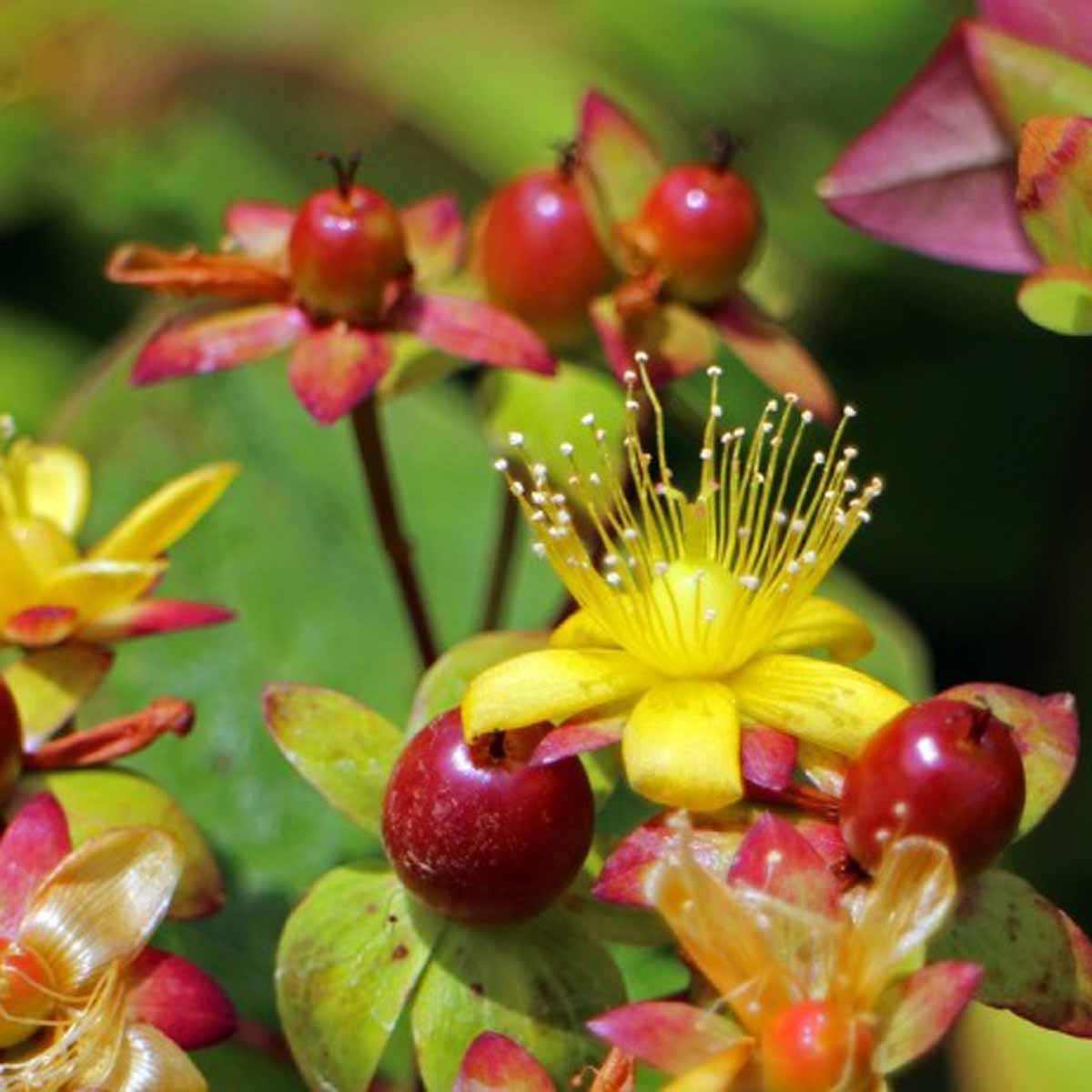 Hypericum inodorum