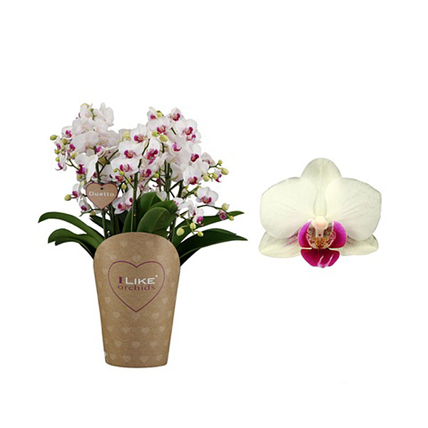 Orchidea Phalaenopsis Duetto Safe Haven Multi, Promozioni nei negozi