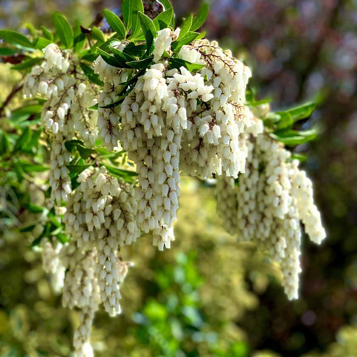 Pieris Japonica in varietà