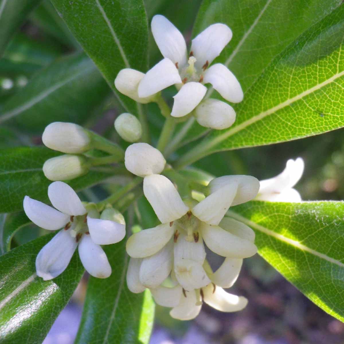 Pittosporum in varietà